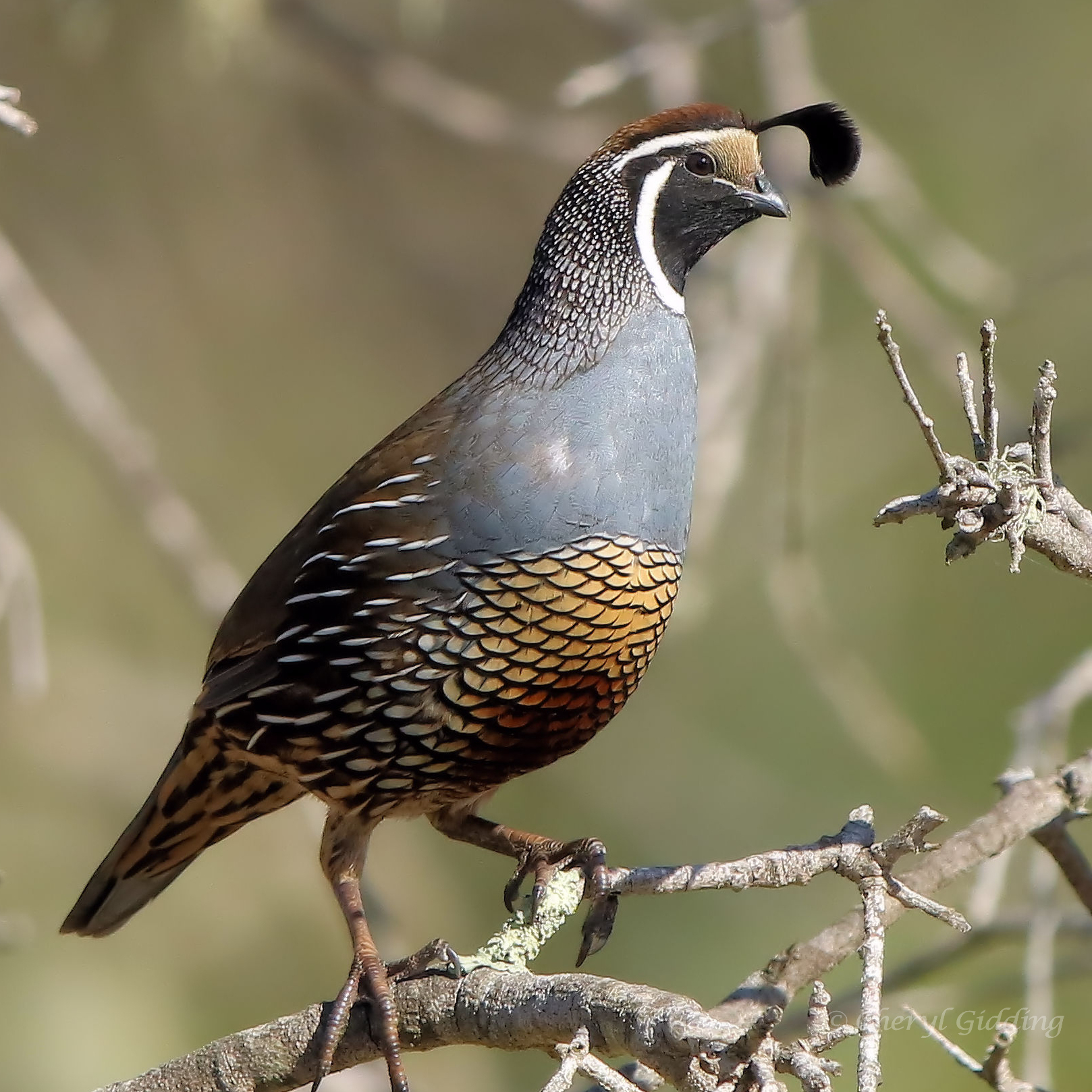 Birds are Beautiful – Diversity in Nature